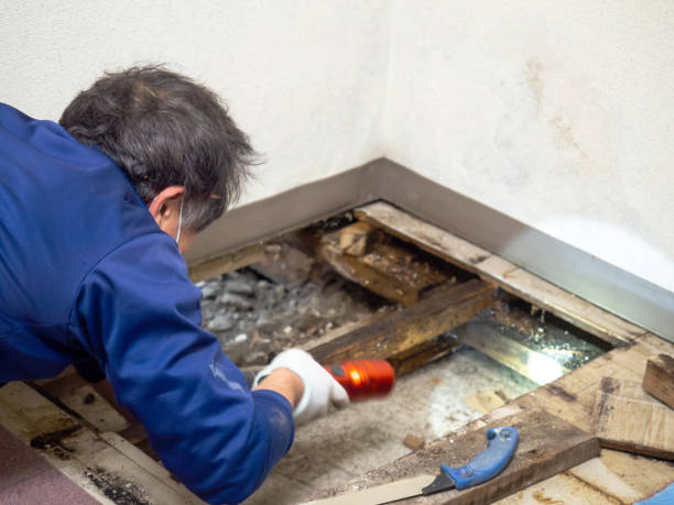 Best Post-Flood Mold Remediation in Coon Rapids, MN