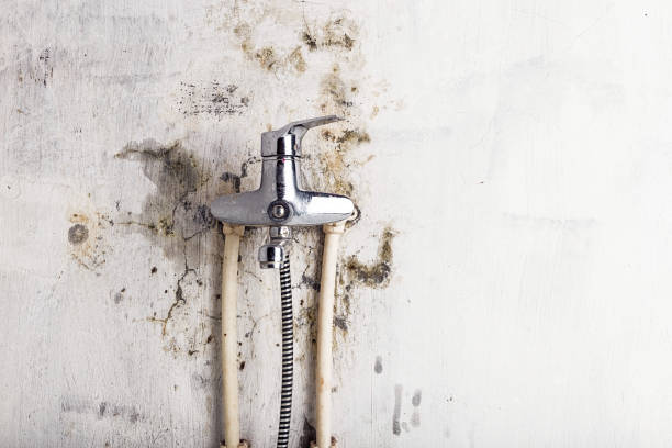 Best Emergency Mold Remediation in Coon Rapids, MN