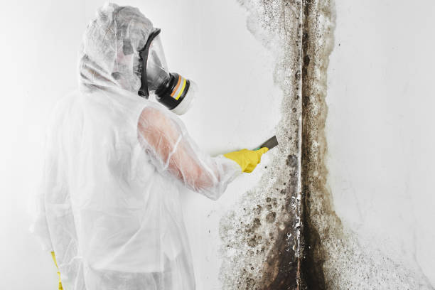 Best Basement Mold Remediation in Coon Rapids, MN