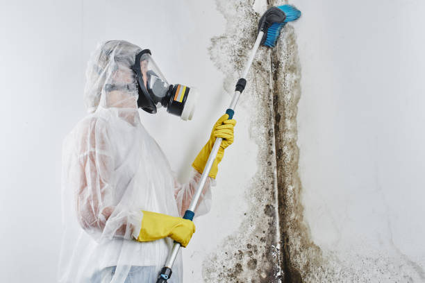 Best Post-Flood Mold Remediation in Coon Rapids, MN