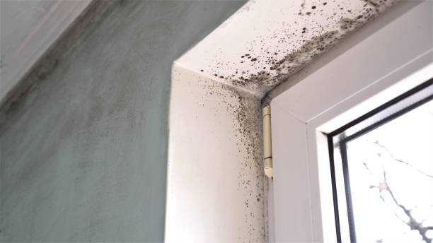 Best Insurance-Related Mold Remediation in Coon Rapids, MN