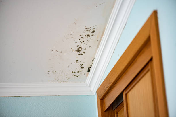 Best Health and Safety Mold Remediation in Coon Rapids, MN