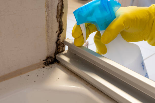 Best DIY Mold Remediation Support Services in Coon Rapids, MN