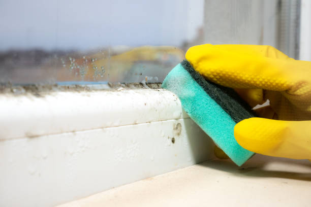 Best Mold Testing and Inspection Services in Coon Rapids, MN