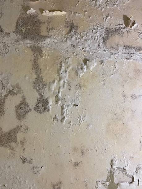 Best Mold Remediation for Schools in Coon Rapids, MN