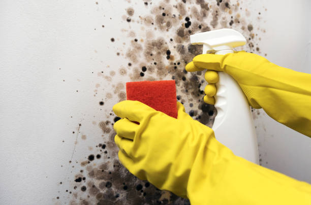 Trusted Coon Rapids, MN Mold Remediation Experts