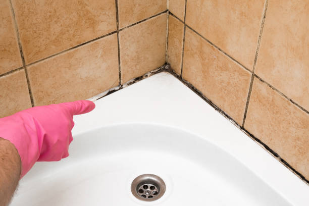 Best Bathroom Mold Remediation in Coon Rapids, MN
